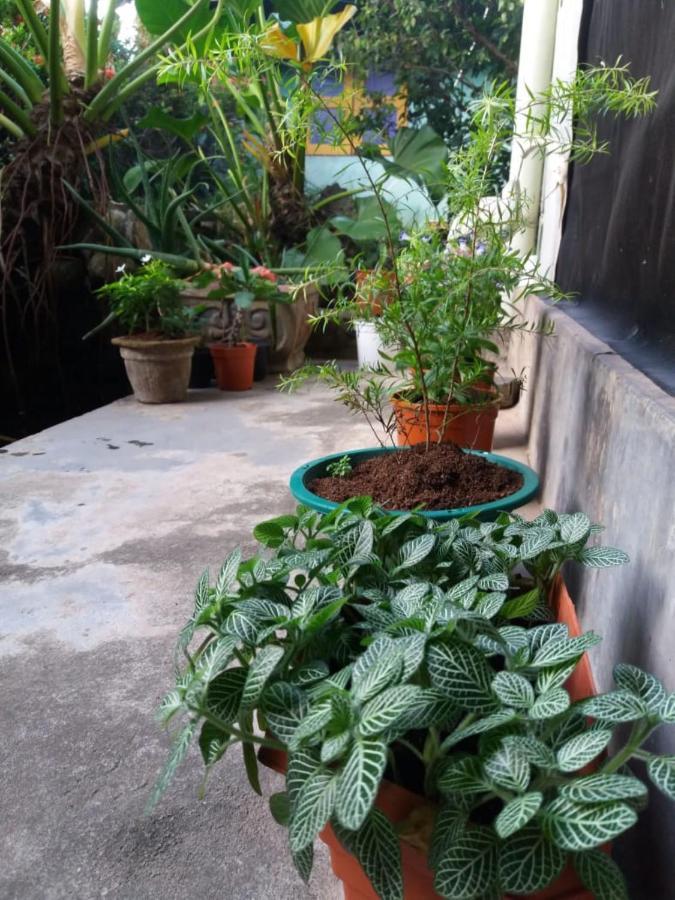 Mazz Homestay Negombo Exterior photo